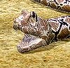 Python Snake Simulator Game